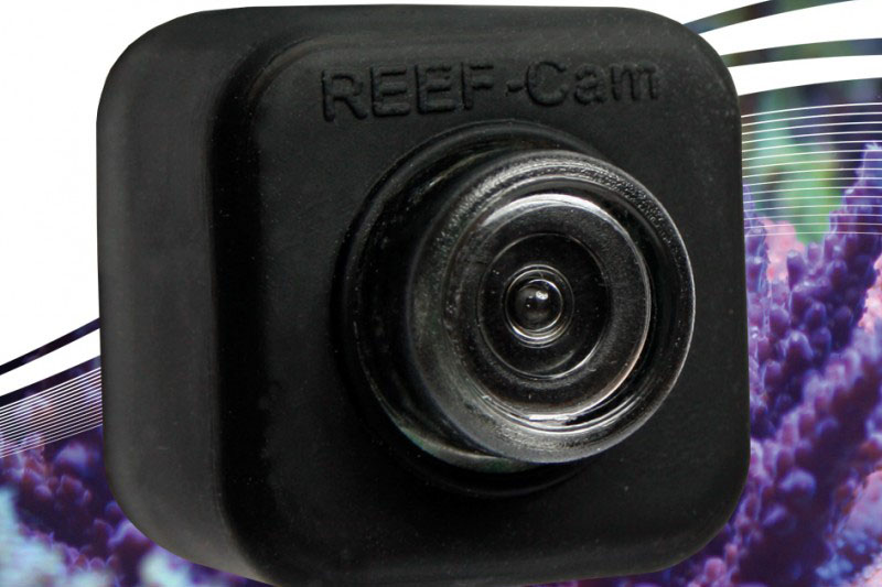 live underwater camera